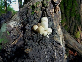 On the surface of the tree grows a group of poisonous forest mushrooms of white color. Forest autumn backgrounds and textures.