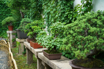chinese garden bed with flowers