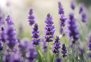 Obraz premium A close-up view of blooming lavender flowers in a field, with soft sunlight illuminating the purple petals. The background is softly blurred, creating a dreamy atmosphere.
