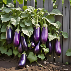 Delicious eggplant plant growing in Community garden Aubergine eggplant plants in plantation
