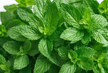 Fresh green mint leaves arranged on a white background, showcasing their vibrant color and texture.