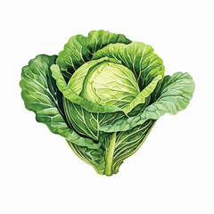 Obraz premium Cabbage watercolor illustration. Hand drawn underwater element design. Artistic vector marine design element. Illustration for greeting cards, printing and other design projects. 