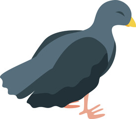 Grey moorhen bird is standing on two legs