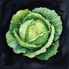 Obraz premium Cabbage watercolor illustration. Hand drawn underwater element design. Artistic vector marine design element. Illustration for greeting cards, printing and other design projects. 