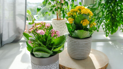 Two Kalanchoe flower pots with bright yellow and pink flowers stand on a wooden stand in a bright...