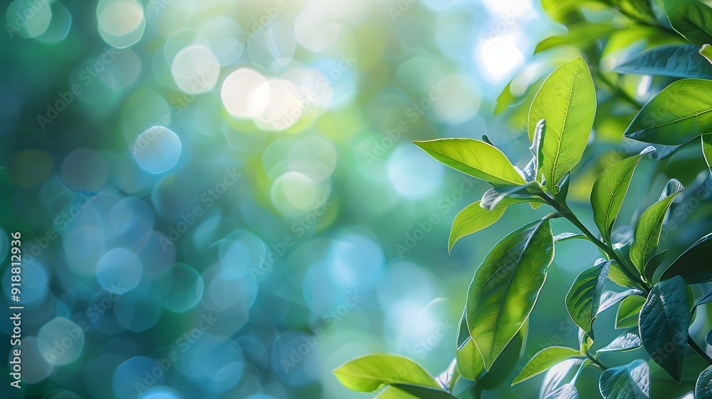 Aufkleber summer background of blue and green blurred foilage and sky with bright bokeh blurry abstract summer