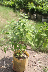 Allamanda blanchetii flower plant on nursery