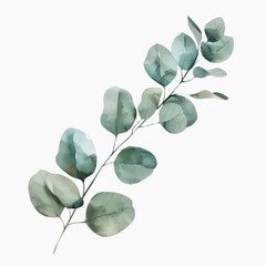 Fototapeta premium Elegant watercolor eucalyptus leaf illustration