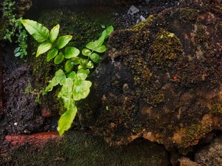 Cyrtomium falcatum is a species of fern, commonly known as house holly-fern and Japanese holly fern, in the wood fern family Dryopteridaceae. It grows from crevices in moist areas.