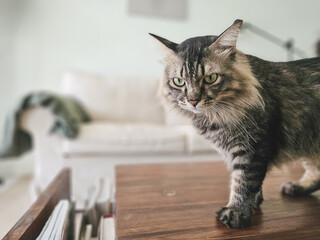 Tabby persian cat relaxed on a scandinavian house coffee table