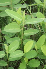 Alysicarpus vaginalis plant on farm