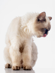 white cat on white