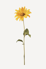 Fototapeta premium Bright yellow sunflower isolated