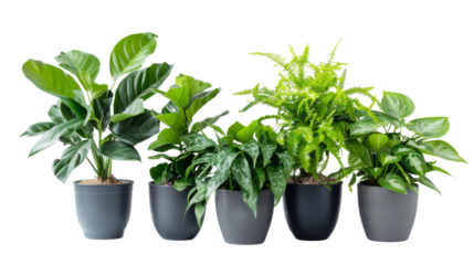 A collection of various indoor plants placed in terracotta pots, showcasing a diverse range of green foliage and plant types.