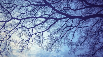 Obraz premium Tree Branches against Blue Sky