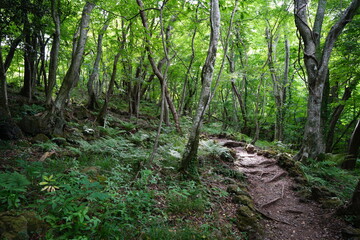 fine spring pathway through old trees