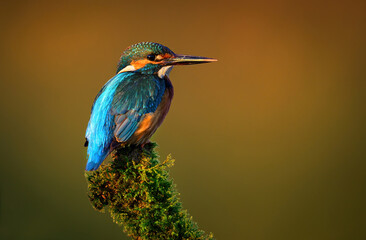 European Kingfisher ( Alcedo atthis ) close up