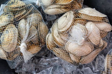 geoduck shellfish in bag on ice in the market