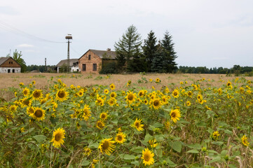 Słoneczniki_2024 © Krzysiek Cegiełka