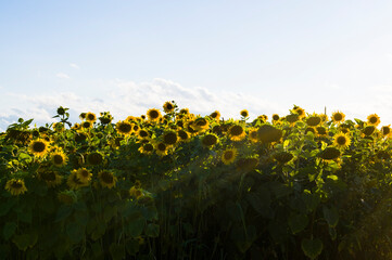Promienie słońca i Słoneczniki 2024 © Krzysiek Cegiełka