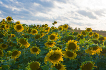 Pole Słoneczników 2024 © Krzysiek Cegiełka