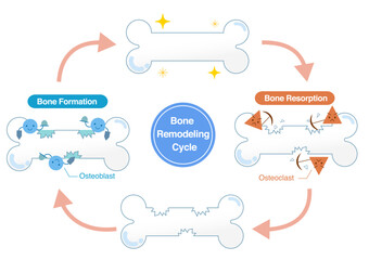 Mechanisms of bone resorption and bone formation by osteoclasts and osteoblasts. Bone Remodeling Cycle