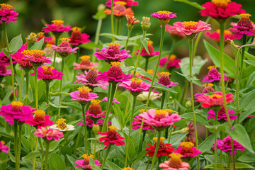 zinnai flowers in the garden