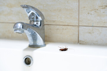 Dead cockroach on the sink next to the tap. Dirty housing concept