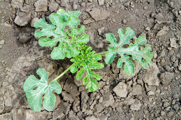 Young watermelon shoots grow in cultivated soil. Growing watermelons in the garden.