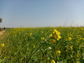 flowers in garden in yellow color blur bokeh
