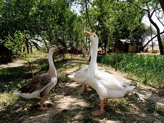swans in garden in rural area
