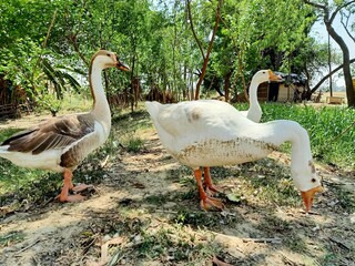 swans in garden in rural area