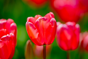 Fototapeta premium Spring flower in tulip field. Colorful vivid tulips in the park. Tulip flowers background. Beautiful flower red tulips in sunlight landscape at spring or summer. Amazing spring nature. Tulips flowers