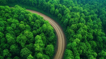 Aerial view of forest with winding dirt road