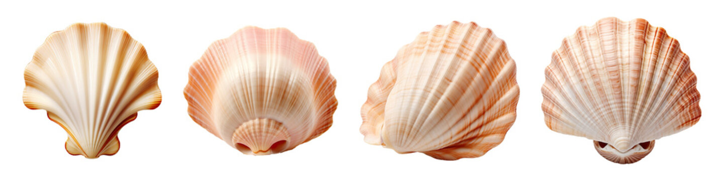 Collection set of seashell isolated on transparent background