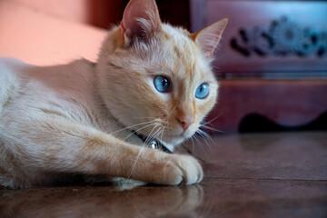 Gato Ojo Azul