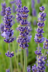 Fototapeta premium Close Up View of Vibrant Purple Lavender Flowers in Bloom