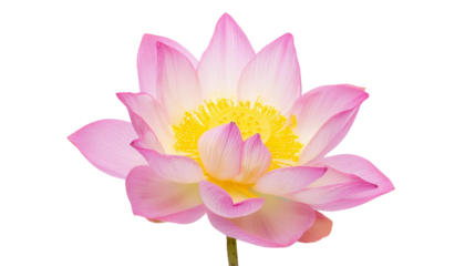 A beautiful pink lotus flower in full bloom, symbolizing purity and tranquility in nature, perfect for serene backgrounds.
