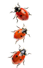 Three vibrant ladybugs on a transparent background, showcasing their bright red shells and distinct black spots.