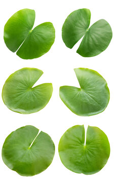A collection of vibrant green lily pads, showcasing unique shapes and textures, perfect for nature-themed designs.
