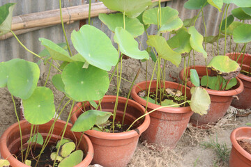 Nelumbo nucifera plant on nursery for sell