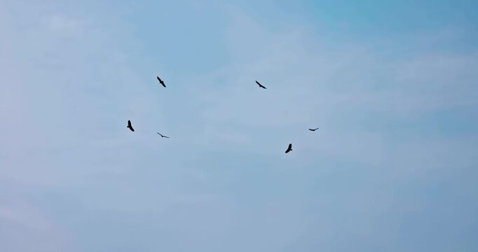 Eagles circle gracefully in the blue sky