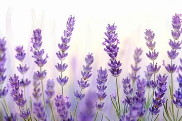 Naklejka premium Vibrant purple lavender blossoms in a picturesque landscape.