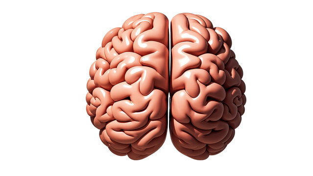 Human brain side, front and top view, isolated on a transparent background....