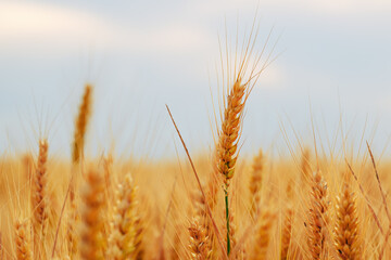 Ripe ear of wheat with long awns in field