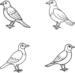 Fototapeta premium set of birds on white background