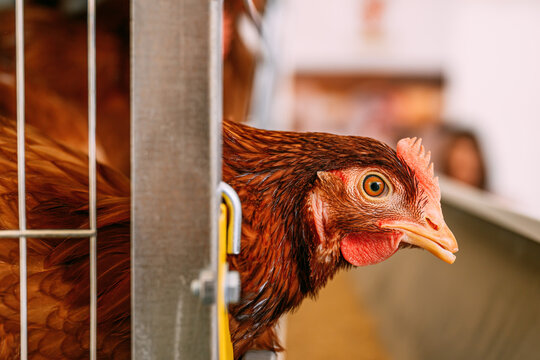 Chicken hen on poultry farm