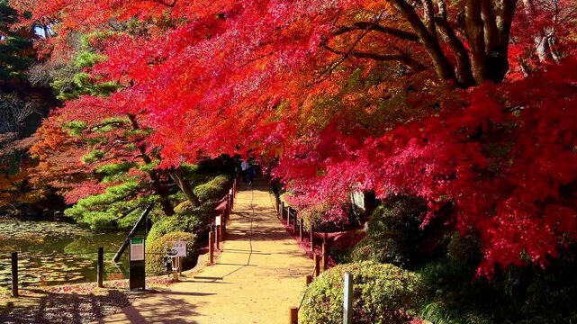 秋の霞ヶ城公園・自然音（福島県・二本松市）