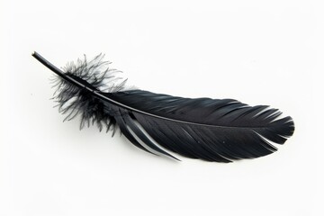 Black feather on white background, lightweight