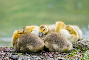 Canada goose chicks close-up. Young birds in natural surroundings.
